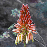 Aloe mutabilis